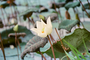 Nature photo film: Lotus flowers. This is beautifull flowers.Time: June 20, 2022. Location: Hue...