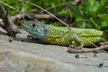 A lizard sunbathes near a river bank