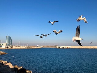 Birds flying in the sky of Barcelona