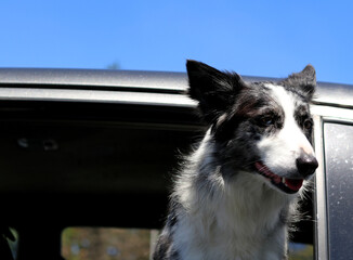 A black and white dog leaning out of a car window
