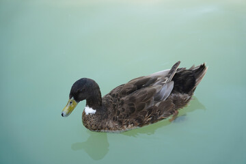 duck on the water. photo with green background.