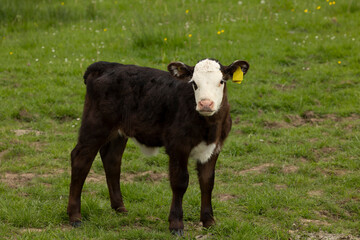 Side view of a white faced calf. © © Raymond Orton