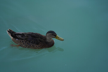 Fototapeta premium duck on the water. photo with green background.