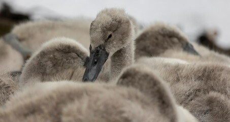 Close-up image of a mute swan cygnet resting isolated from other cygnets