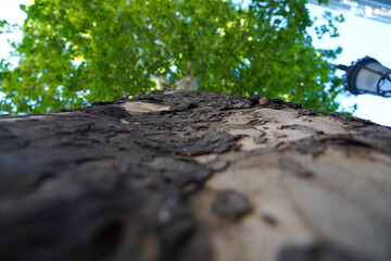 Bark, the texture of a bark photographed in daylight.