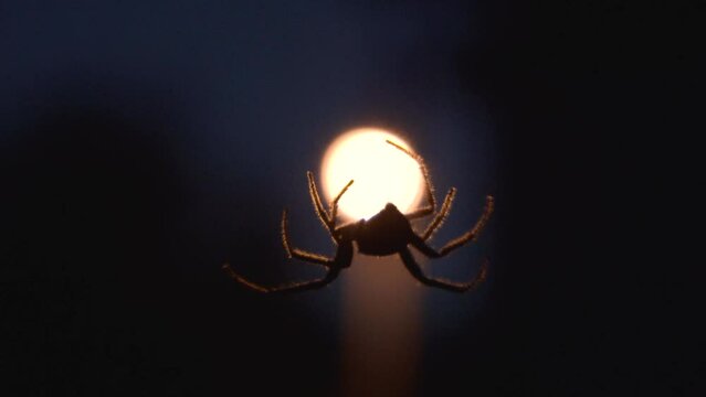 spider on the background of the moon,at night, a spider hunts for prey, the silhouette of a spider on a light background