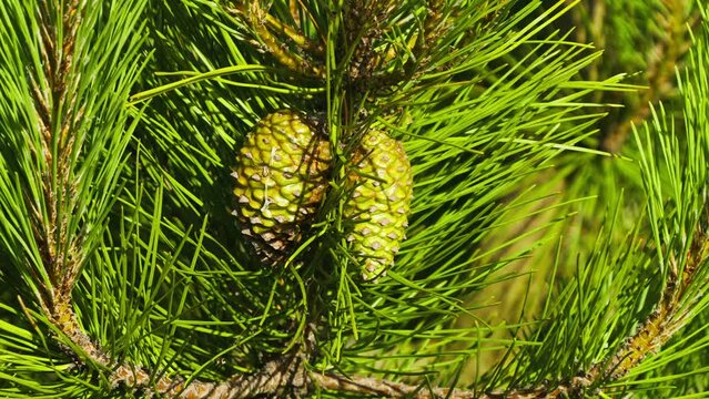 Close-up of two immature green pine cones on pine tree branch gently swaying in wind.