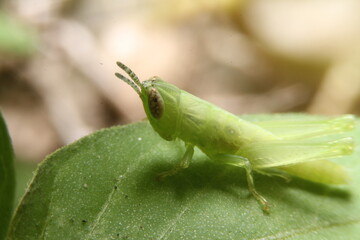 Green grasshopper macro in forest