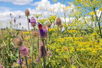 Peacock butterfly visits a blooming wild teasel. Dill and wild teasel plants were sown on the edge of a Dutch field to promote the biodiversity of insects. The photo was taken on a sunny summer day. - obrazy, fototapety, plakaty