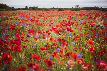 Obraz premium Poppy Field
