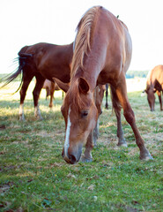 A horse of brown color eats grass on the background of a blurred field.