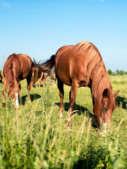 Naklejka na ściany i meble A horse of brown color eats grass on the background of a blurred field and sky