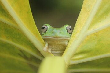 green frog on leaf