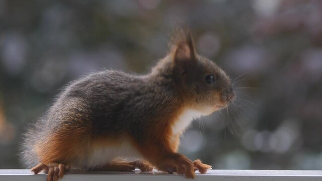Squirre babyl in the park