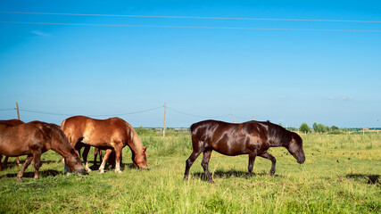 A herd of horses in a field in summer. Horses graze on the background of a blurred field