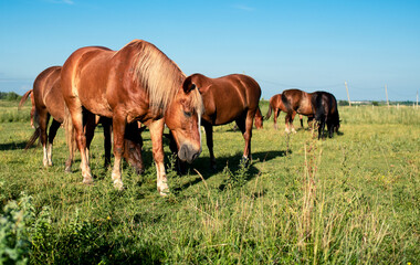 Fototapeta na wymiar A herd of horses in a field in summer. Horses graze on the background of a blurred field