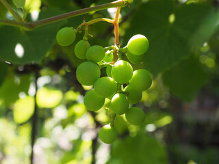 Young maturing grapes