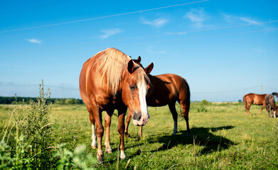 Fototapeta premium A horse of brown color eats grass on the background of a blurred field.