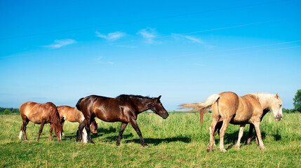 Naklejka na ściany i meble A herd of horses in a field in summer. Horses graze on the background of a blurred field