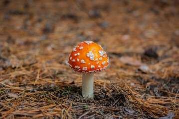 Poisonous fly agaric in a pine forest.
