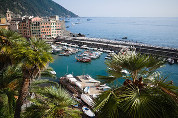 View of marina on mediterranean coast of Camogli, Liguria, Italy. Small port with moored boats and yachts in bay in village on Italian Riviera. Top view of harbor in Ligurian Sea through palm trees 