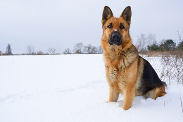 German young Shepherd dog performs the commands of the owner. German Shepherd sitting on the snow