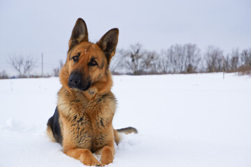 German Shepherd dog lying in the snow. German Shepherd Dog in winter. Dog performs the commands of the owner.