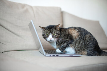 Cute cat using laptop computer on couch at home living room
