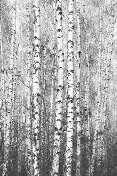 Young birches with black and white birch bark in winter