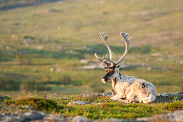 Large domestic reindeer, Rangifer tarandus resting during summer morning in Urho Kalevo Kekkonen National park, Northern Finland, Europe - 516550782