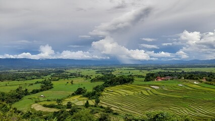 Fototapeta premium rice field