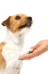 dog gives paw on isolated white background