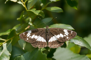 Obraz na płótnie Canvas White admiral butterfly. Limenitis arthemis. Copy space.