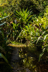 guyana amazon rainforest in south america inside the kaieteur national park - obrazy, fototapety, plakaty