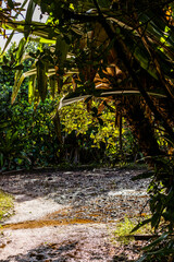 guyana amazon rainforest in south america inside the kaieteur national park - obrazy, fototapety, plakaty