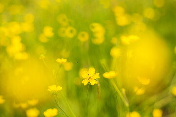 Yellow field with flowers
