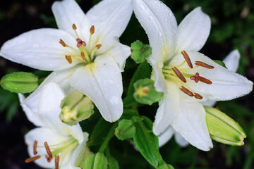 Fototapeta na wymiar White lilies with water drops