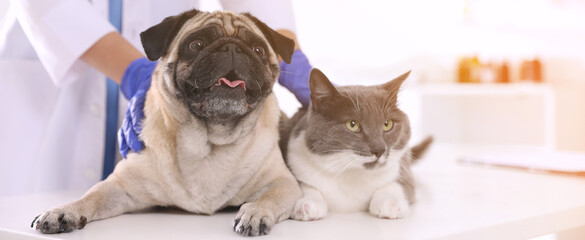 Veterinarian examining cute pug dog and cat in clinic, closeup. Banner design - Powered by Adobe