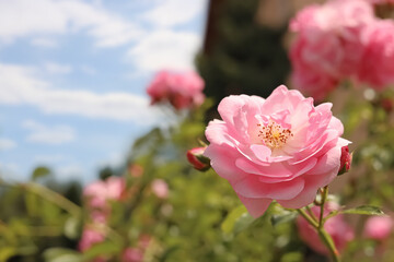 Bush with beautiful pink tea roses outdoors, closeup. Space for text