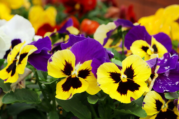 Beautiful colorful pansies growing in garden, closeup