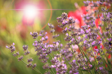 Beautifully blooming lavender in the garden, illuminated by the gentle rays of the sun.
Pięknie kwitnąca lawenda w ogrodzie, rozświetlona delikatnymi promieniami słońca.