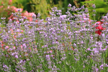 Blooming lavender in the home garden. Kwitnąca lawenda w przydomowym ogrodzie © jarizPJ
