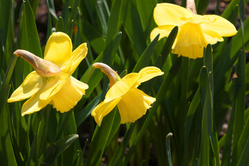 Yellow flowering nanrcisses in the garden in the spring.