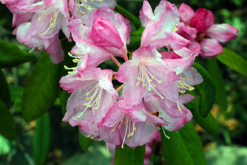 A flowering branch of rhododendron in the garden in the spring.