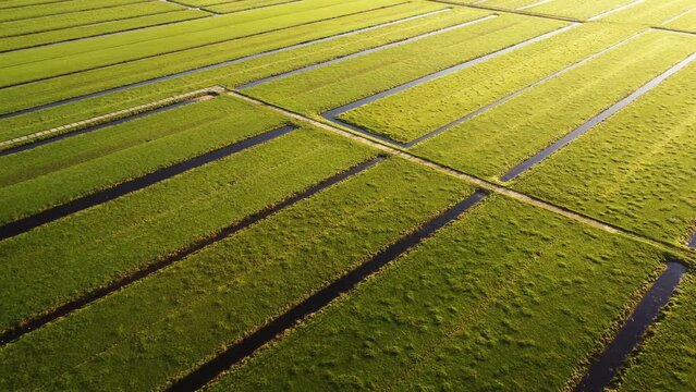 Aerial drone footage of vast green Dutch farmland fields in the countryside, by sunrise.