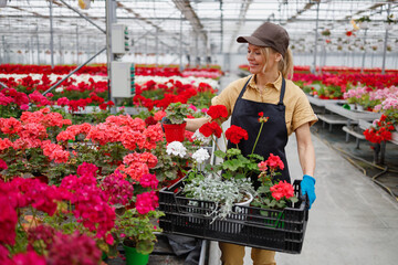 Middle aged woman florist working in a greenhouse