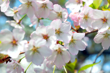 Spring background, bright light flowering branch of cherry or apple tree in the garden.