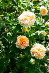 Rose bush. Blooming roses on a green bush. Selective focus. 