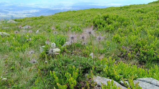 Alpine Pasqueflower (Pulsatilla Alpina) flower in Poland near Babia Gora peak