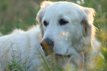 golden retriever in sunlight in the garden